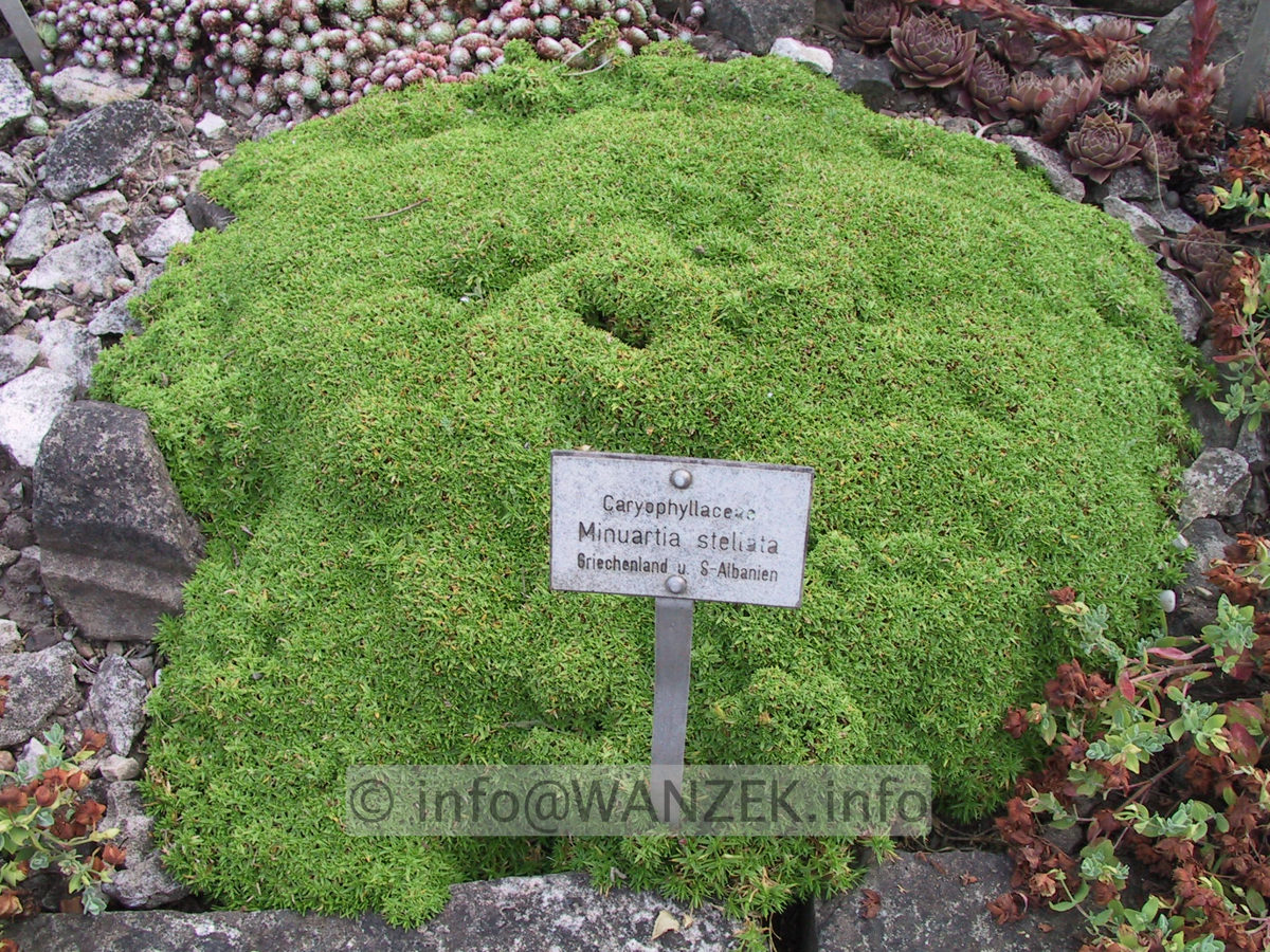 Minuartia stellata.JPG